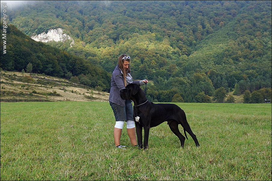 HASHICH de la Benjamine MARGAREJRO Great Dane Dog Niemiecki