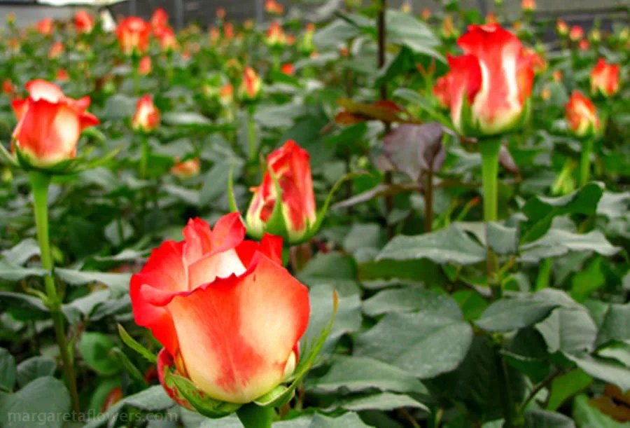 Flower Export Company In Bangalore Best Flower Site