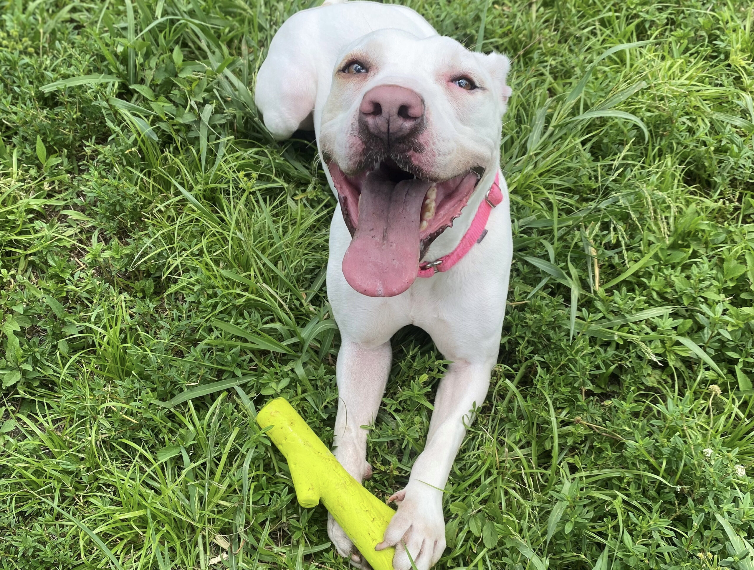 Dog Of The Week Savannah Is 53 Pounds Of Love And Joy Margate Talk