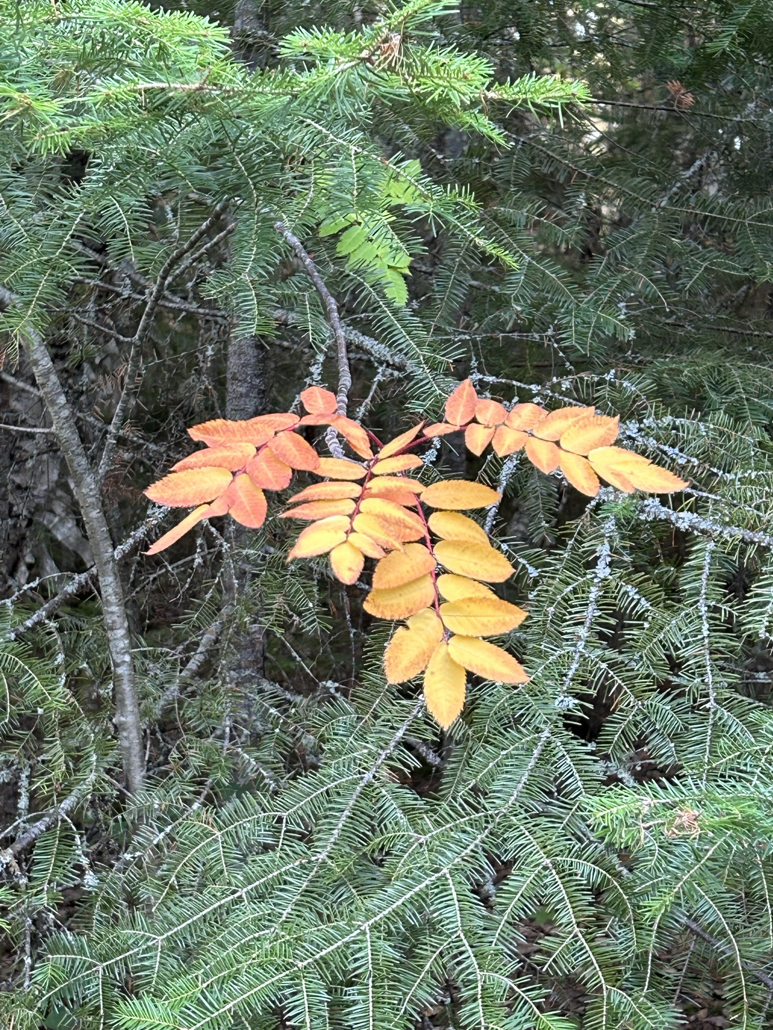Day 3 Rabbit Blanket Campground to Rainbow Falls Campground. Marg and Dave's Adventures