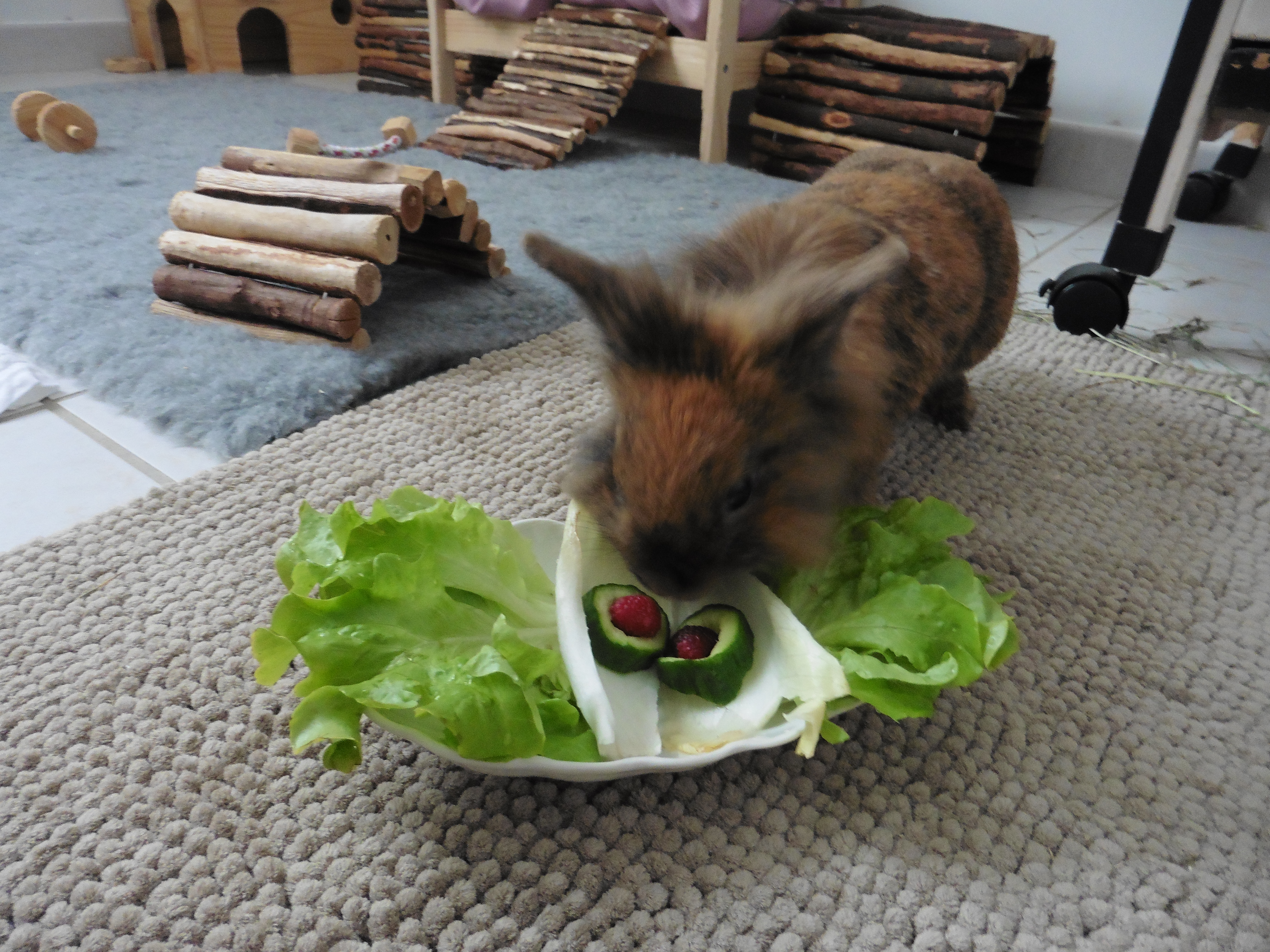 Protéger son lapin de la chaleur en période de canicule