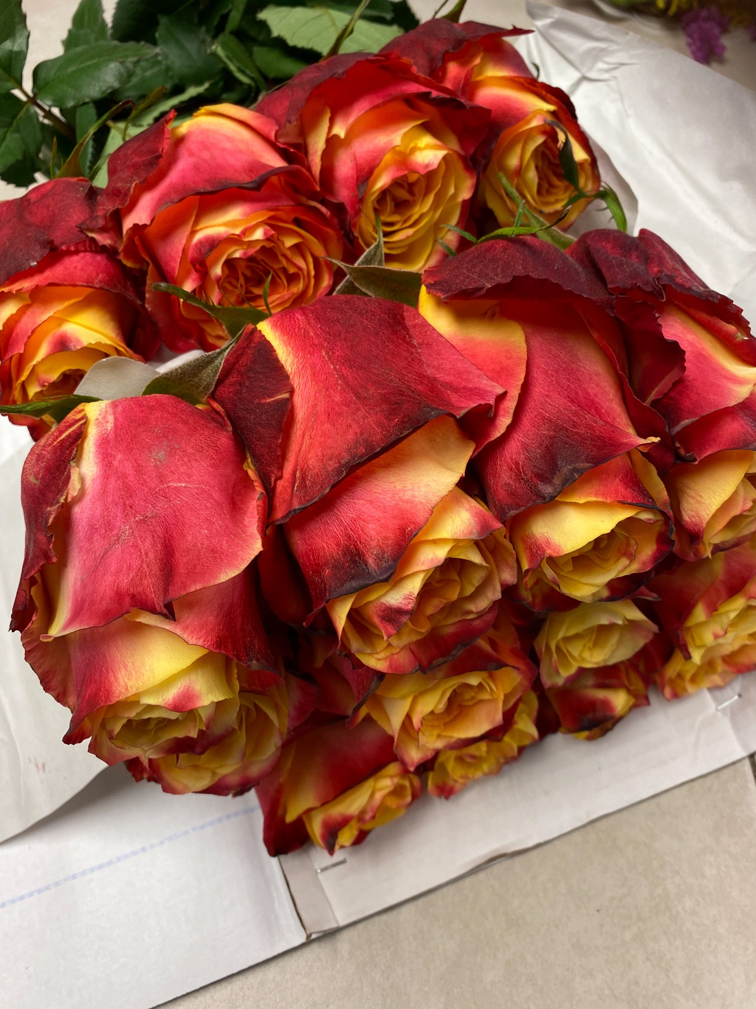 Exotic Roses Maria Club Roses