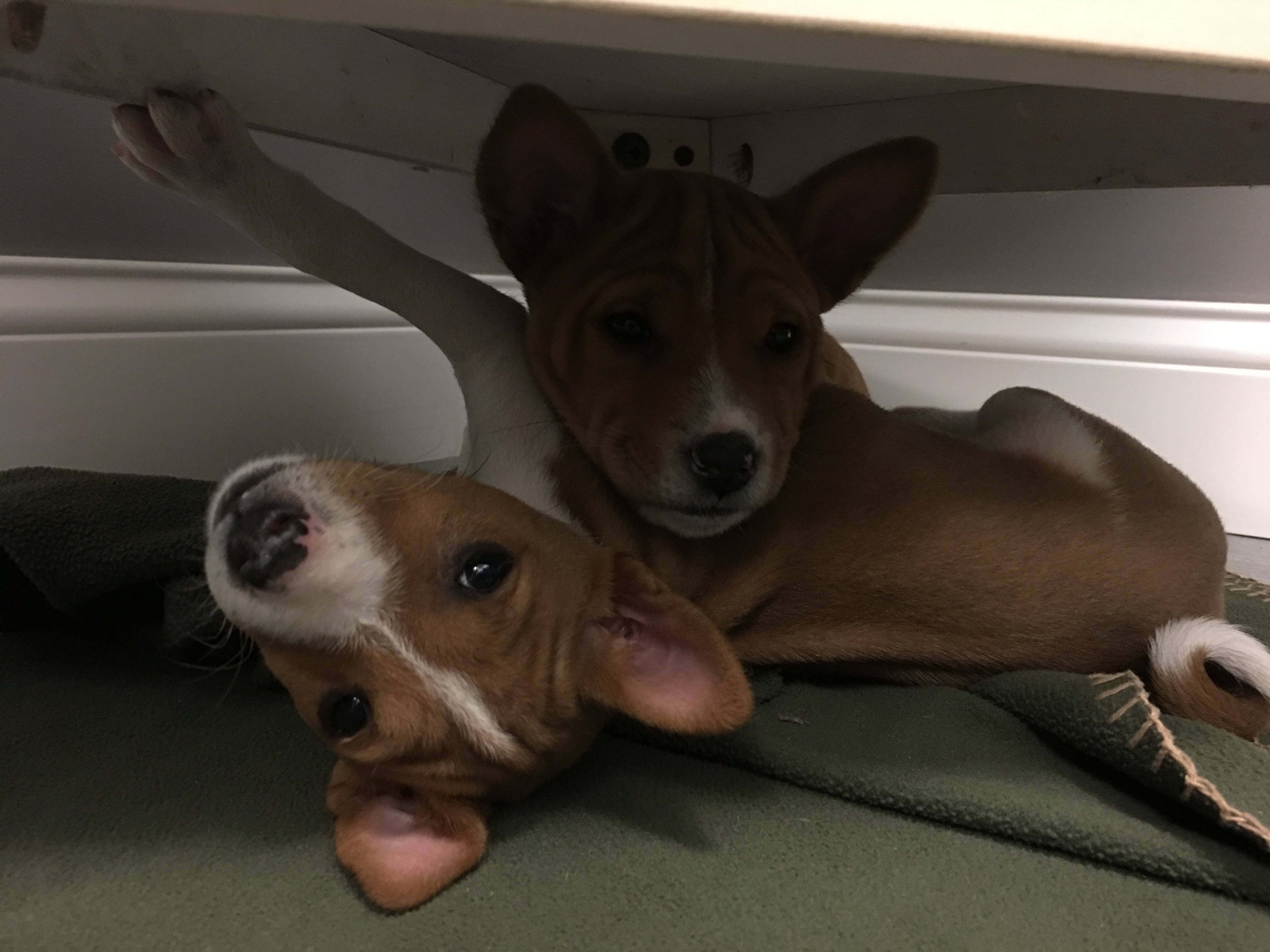 Mariah Akitas Akita Breeder Indianapolis, IN