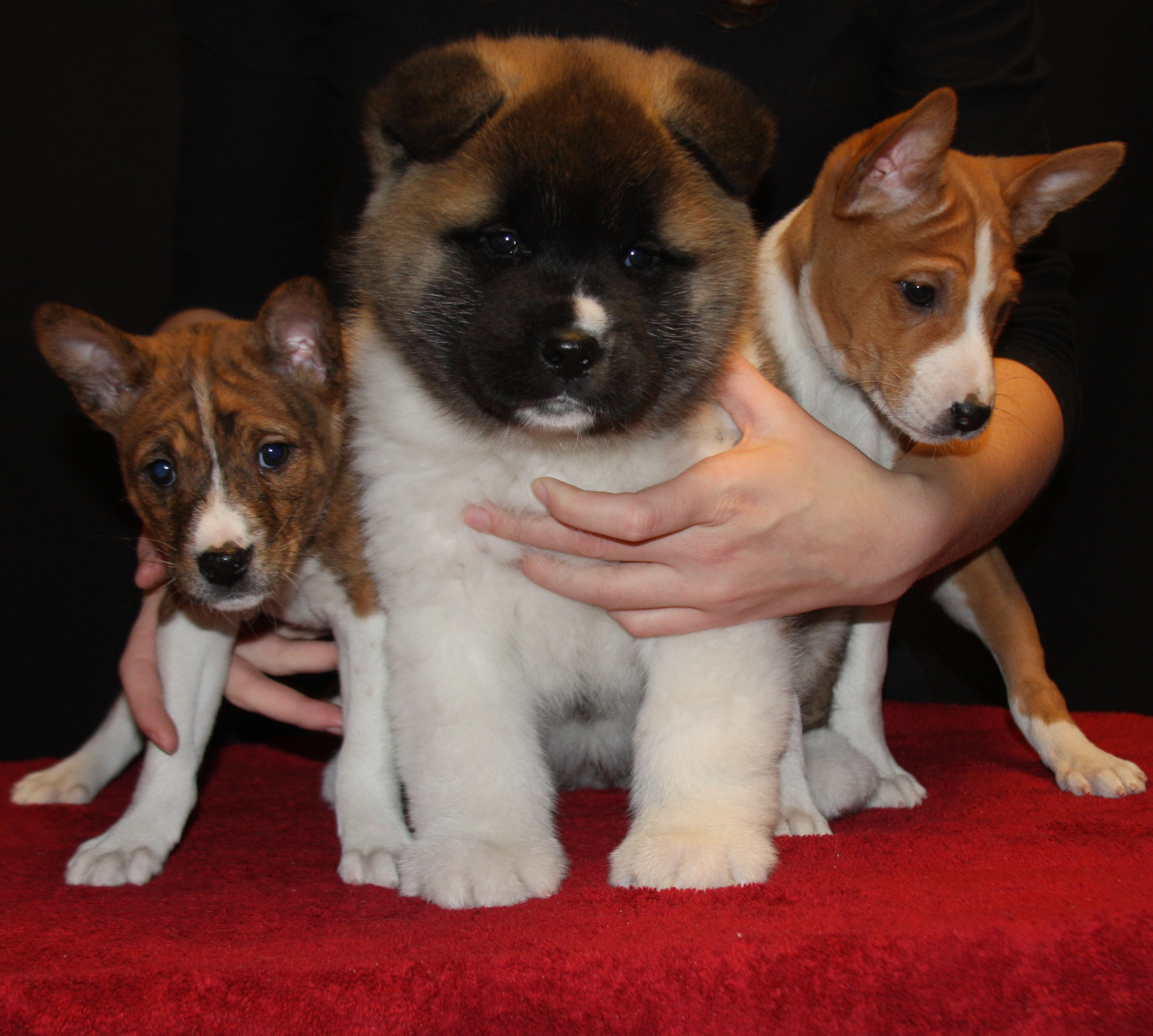 Mariah Akitas Akita Breeder Indianapolis, IN