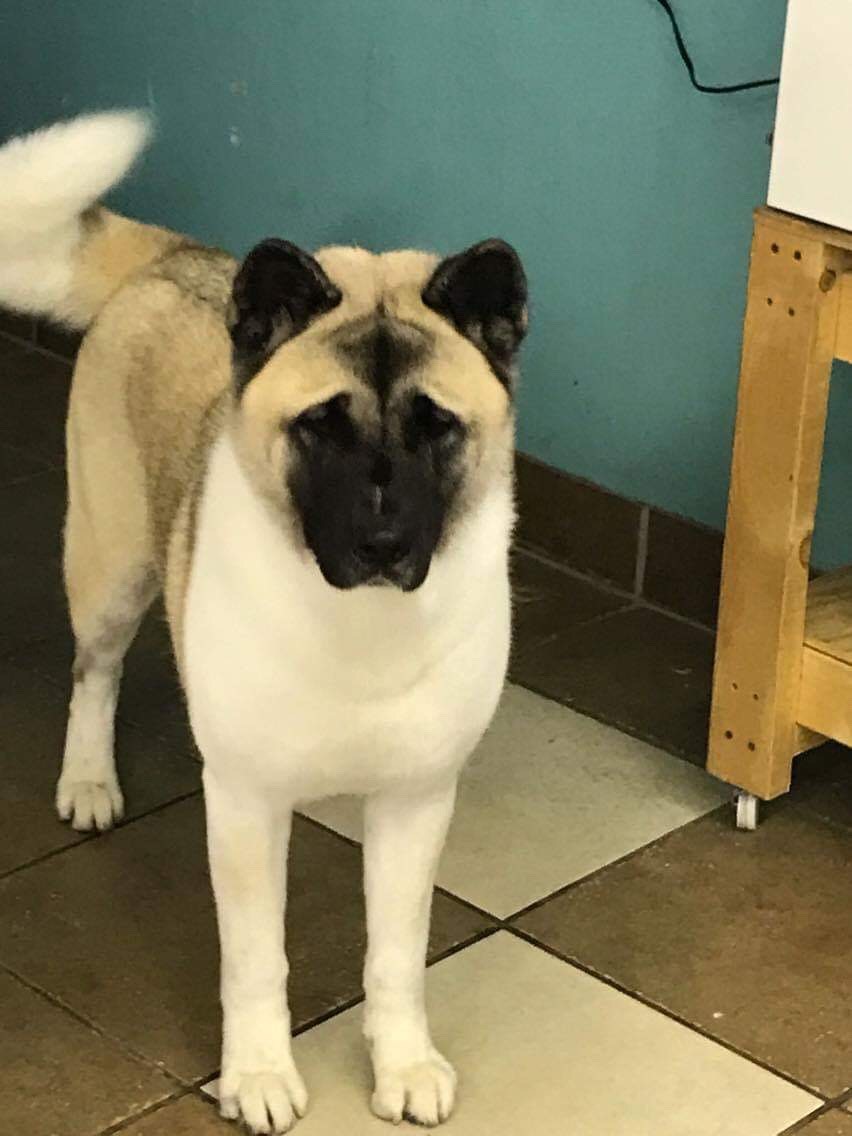 AVAILABLE AKITAS Mariah Akitas