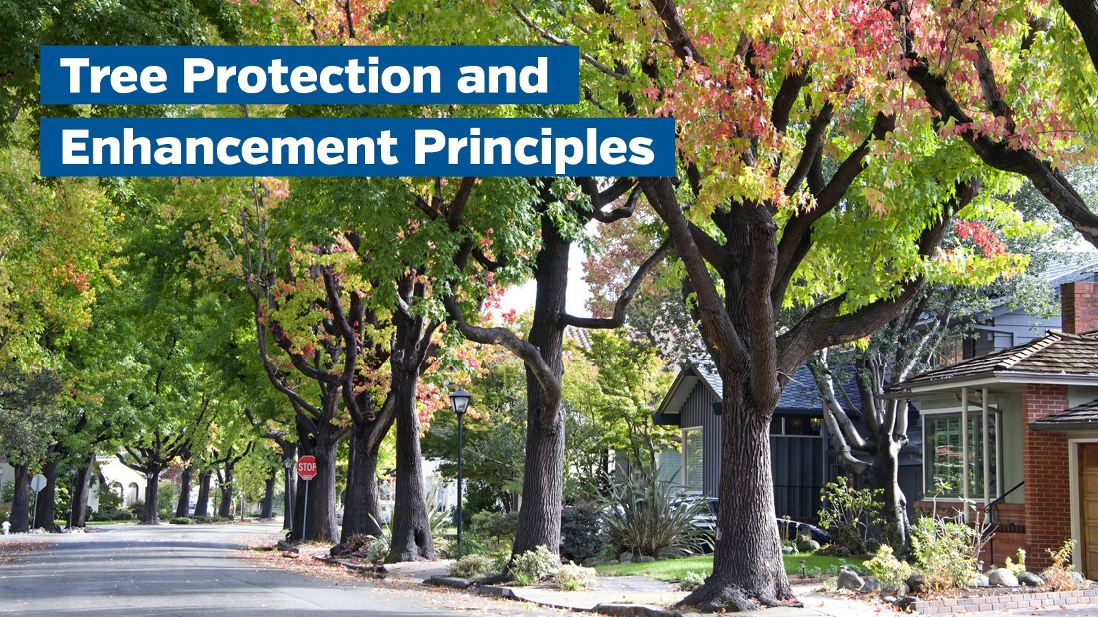 Public Engagement on Proposed Tree Protection & Enhancement Guiding