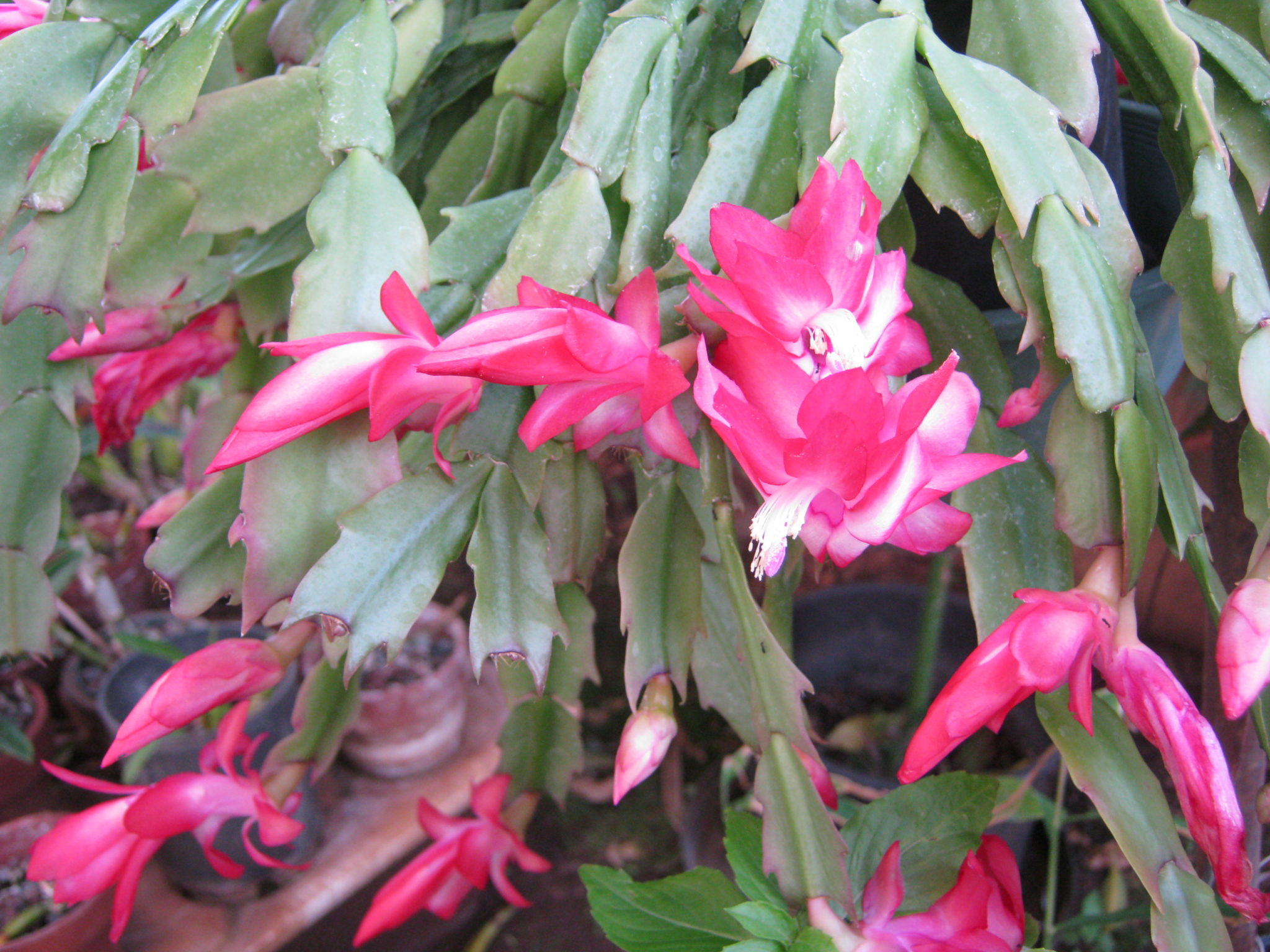 Christmas Cactus Maribehlla