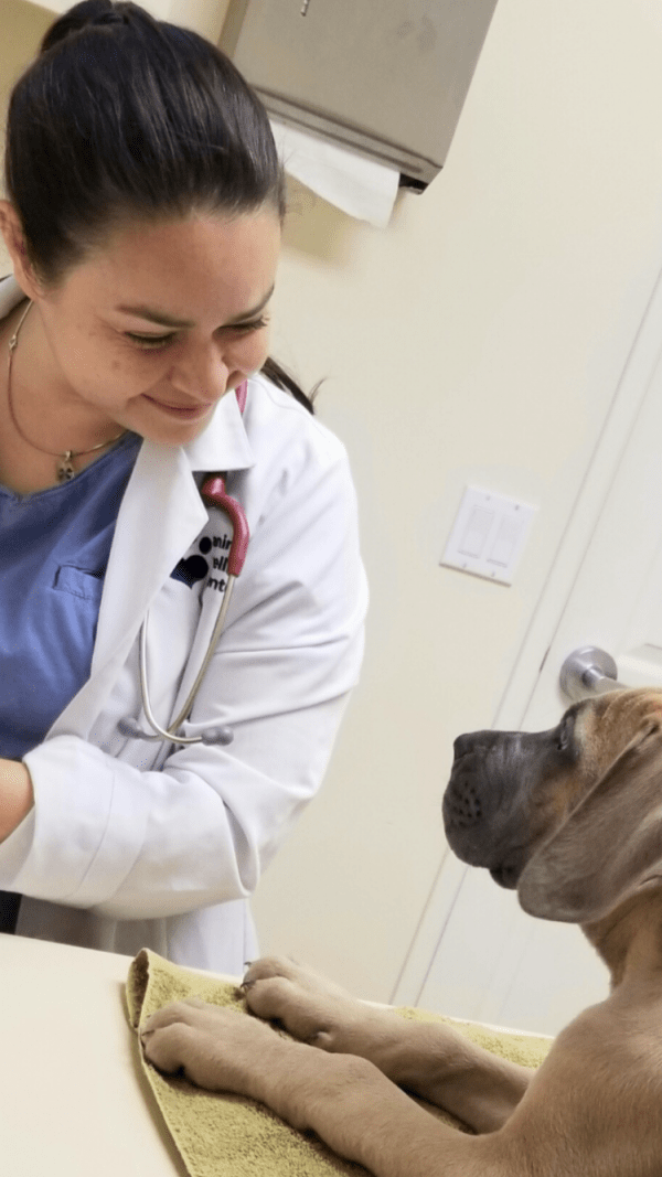 Home in Los Angeles, CA Marigold Veterinary