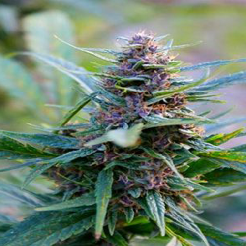 20 of the Highest Yielding Marijuana Strains Marijuana Science