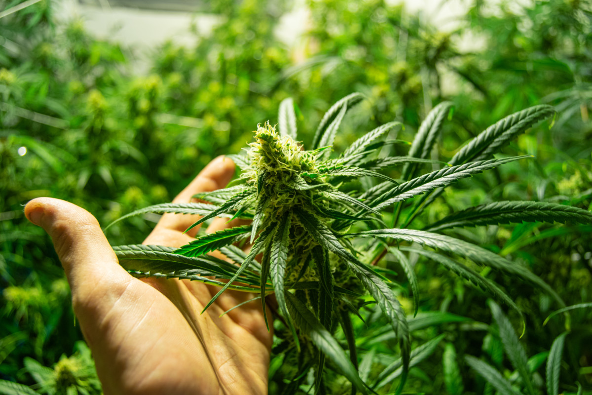 大麻草って一体何？定義や歴史、効果、法的な扱いを徹底解説！ Marijuana.JP｜マリファナJP 国内最大の大麻メディア