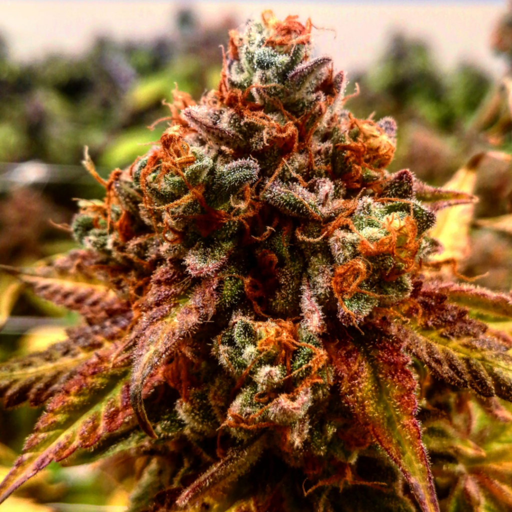 Cake Pops Regular Breeders Pack Marijuana SA