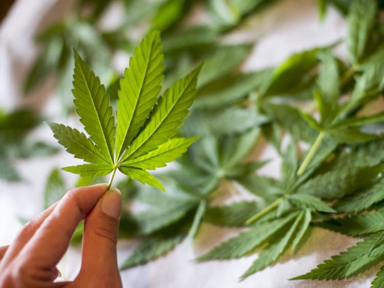 The Largest MSO Marijuana Stocks by U.S. Market Share Marijuana