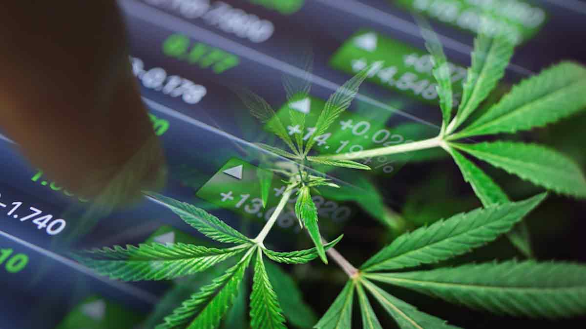 Top Marijuana Stocks To Buy Today? Marijuana Stocks Cannabis