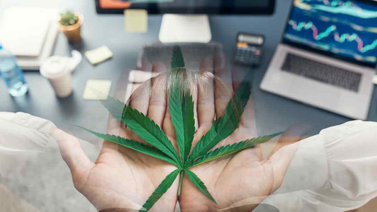 Top Canadian Cannabis Contenders Stocks to Watch Before May 2024