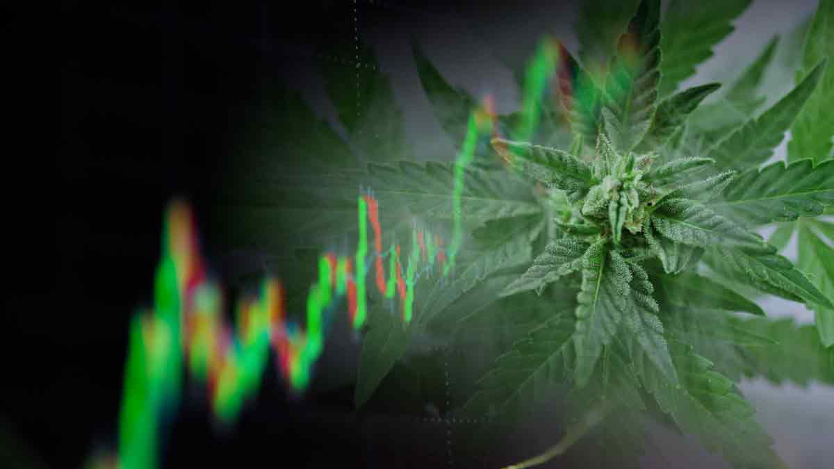 3 Marijuana Stocks For Your Investment Portfolio