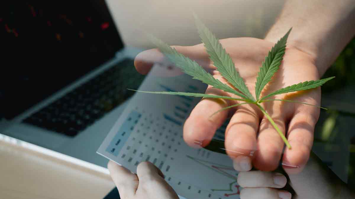 Unlocking Potential The Best Ancillary Cannabis Stocks for MidJuly