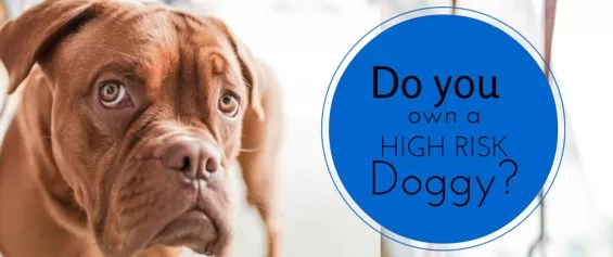 High Risk Homeowners Insurance Insurance For Dogs Marine Agency