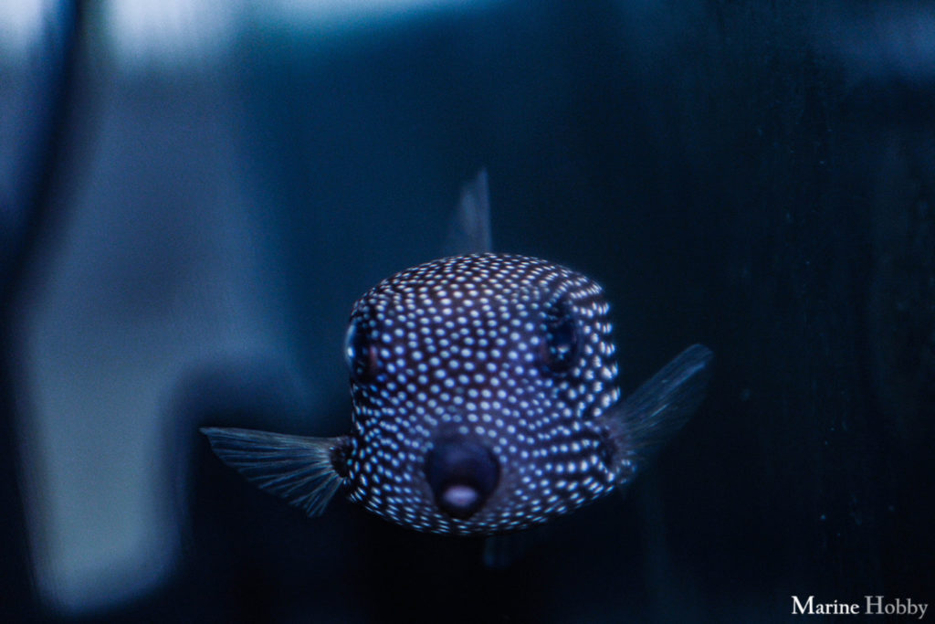 Notorious and Toxic Spotted Boxfish!! Marine Hobby