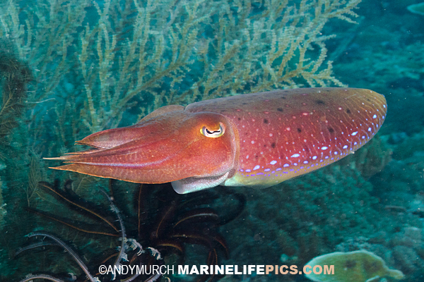 Pictures of Cuttlefish images of Sepia latimanus