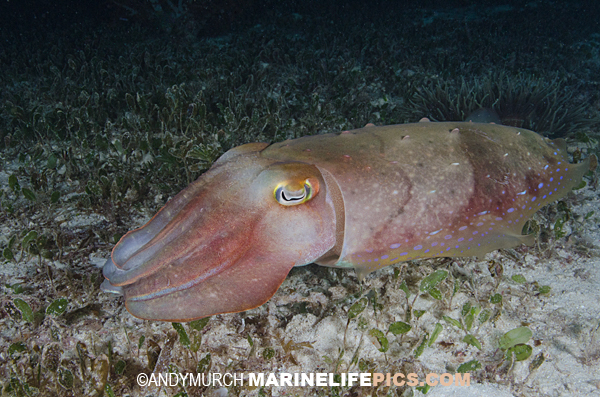 Pictures of Cuttlefish images of Sepia latimanus