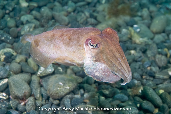 Pictures of the Common Cuttlefish images of Sepia officinalis