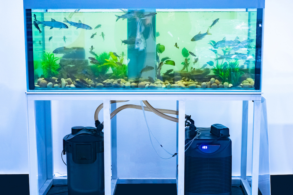 How Often to Change Fish Tank Filter A Simple Guide Marine Life Tank
