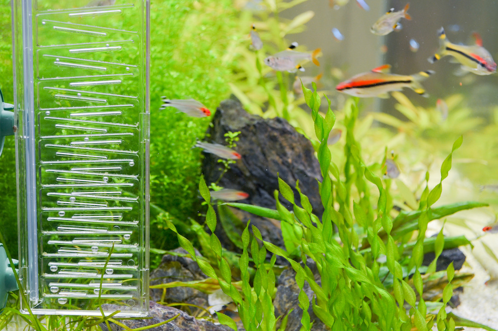 Does a Fish Tank Need a Filter? Fishkeeping 101 Marine Life Tank
