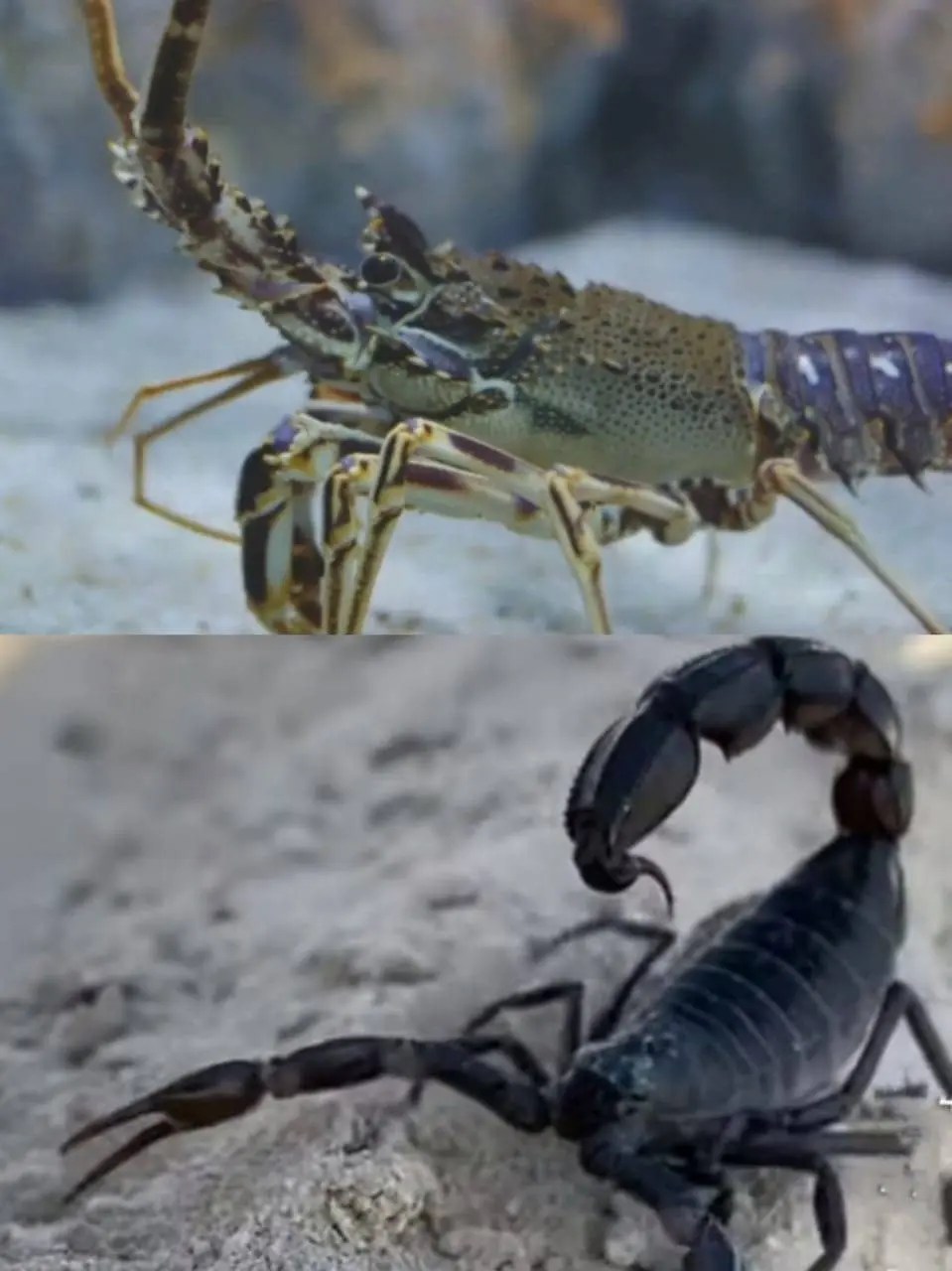 Lobster Arachnid 8 Unbelievable Facts That's Explain Its True Nature