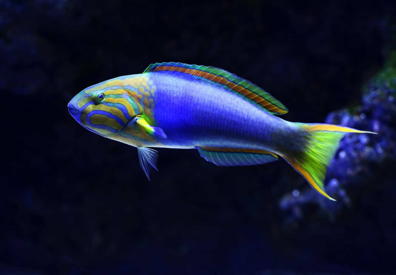 Thirsty For Answers Do Fish Get Thirsty? MarinePatch