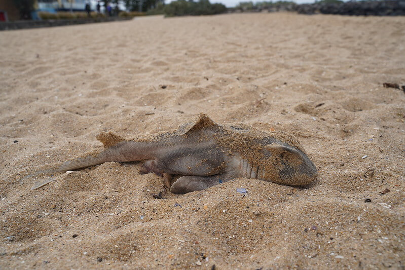 Sharks And Mortality How Do Sharks Die? MarinePatch