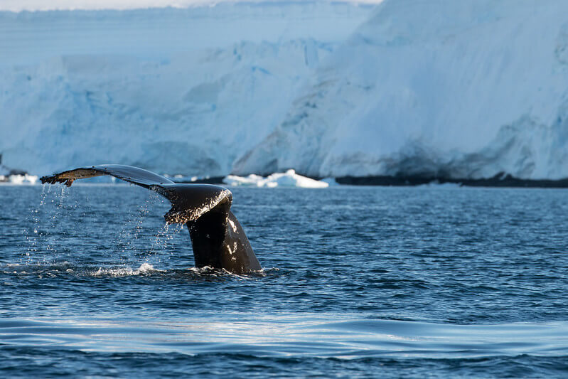 Blubber Coat Do Whales Get Cold? MarinePatch