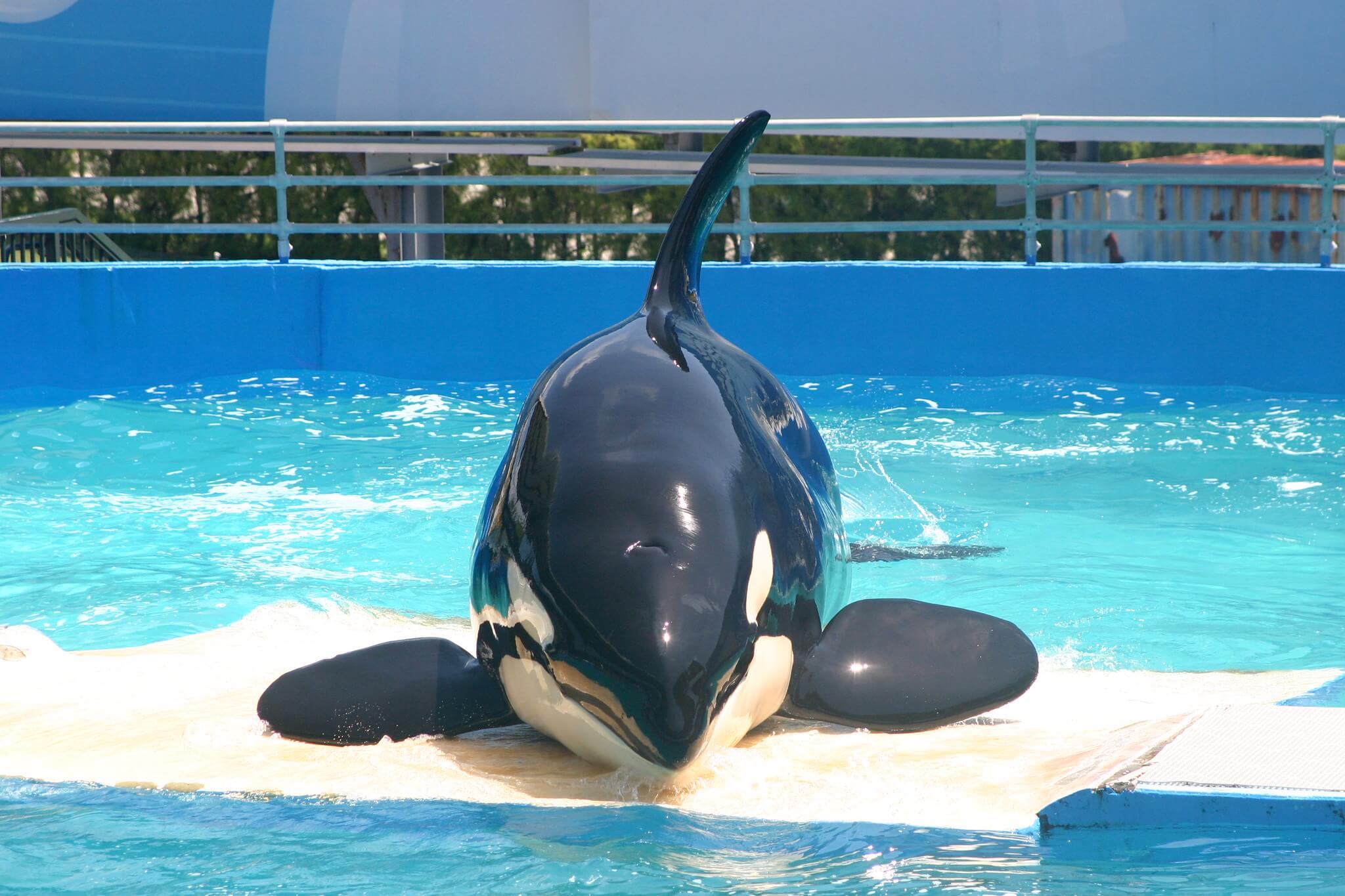 Myth Busting Why Do Orcas Fins Bend? MarinePatch