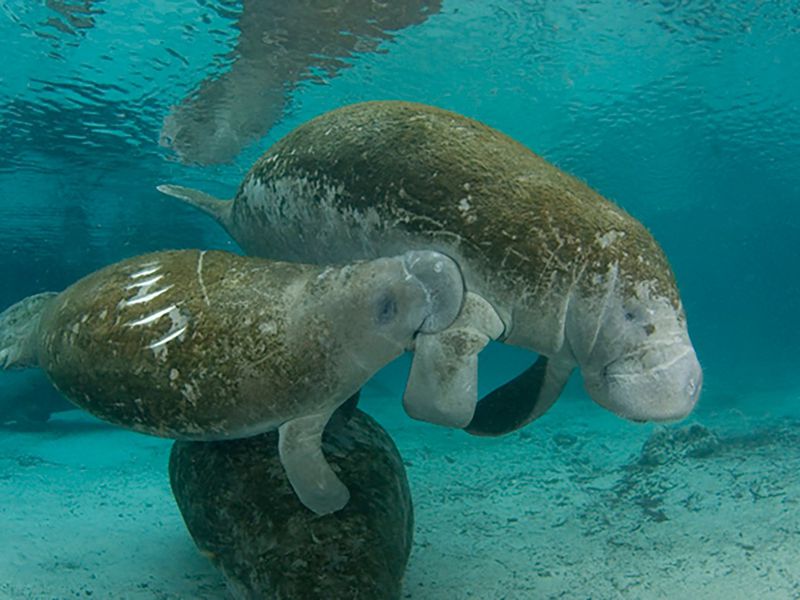 Manatees National Marine Sanctuary Foundation