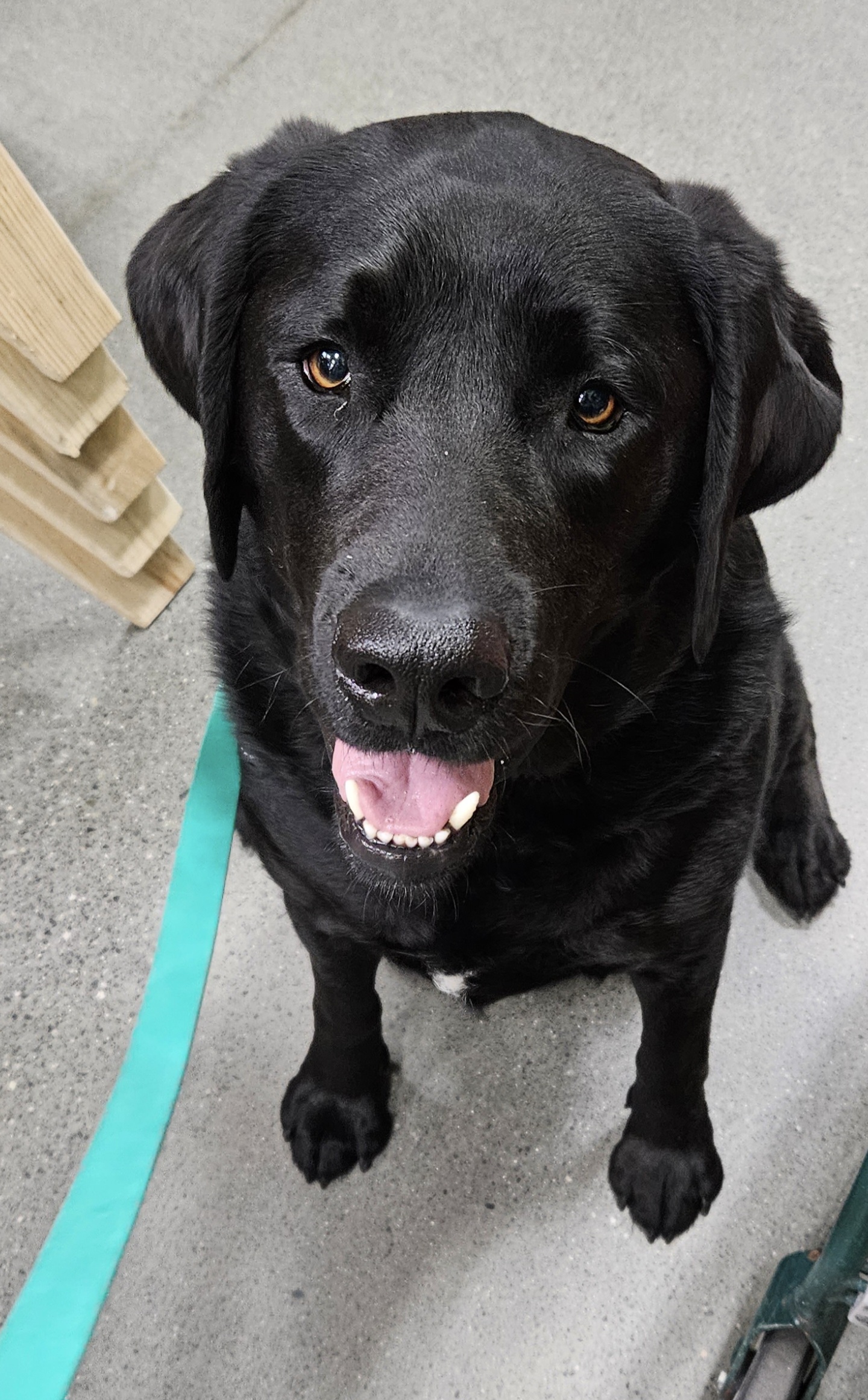 3 year old lab loving yet unpredictable behavior Marin Humane
