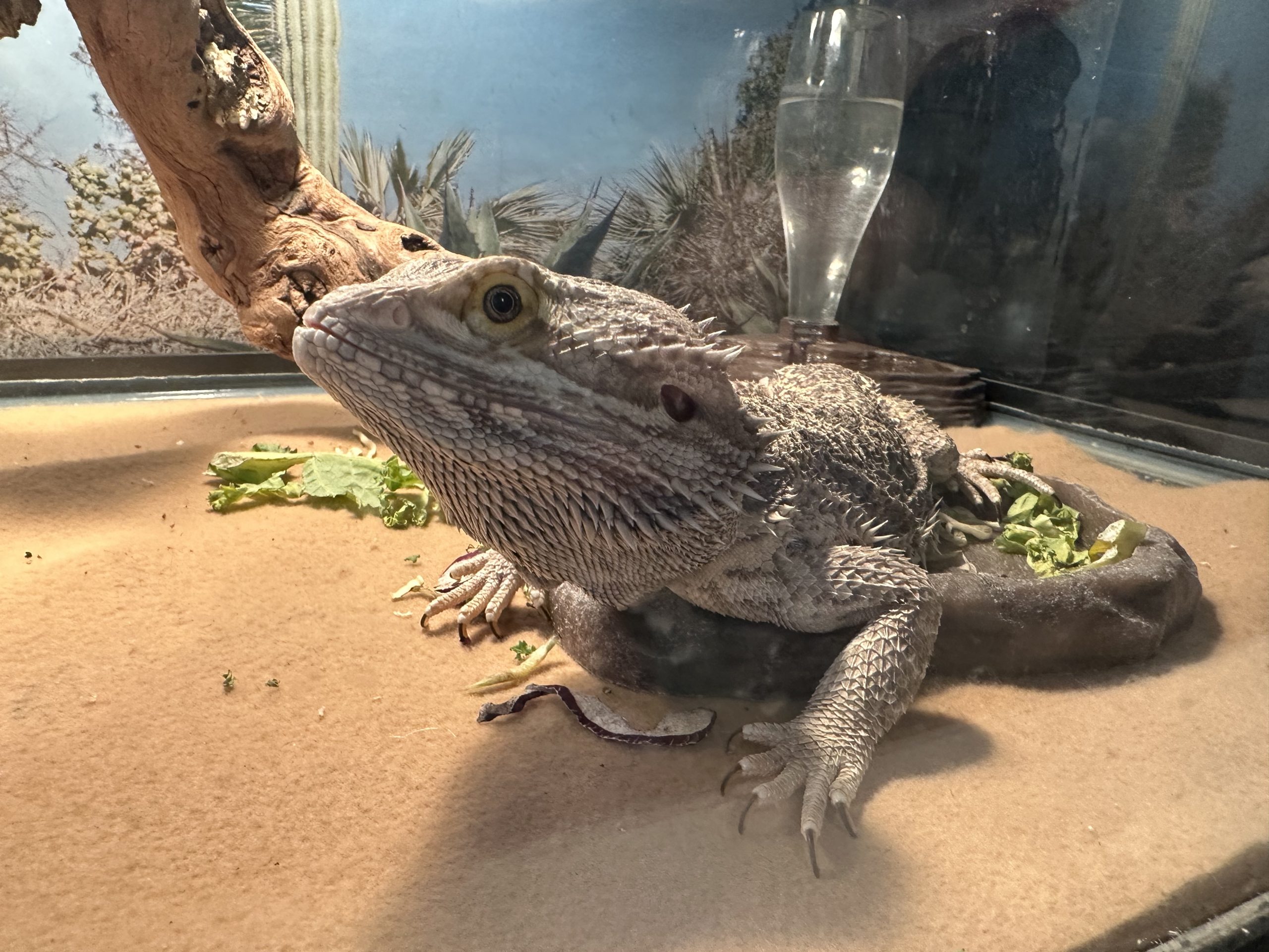 Adult Bearded Dragon needs a new home. Marin Humane