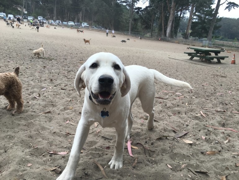 Best of the County and Beyond 2021 Services Marin Magazine