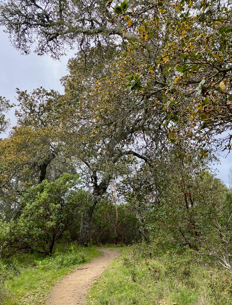 Gold Hill, San Rafael MOSTMarin Open Space Trust