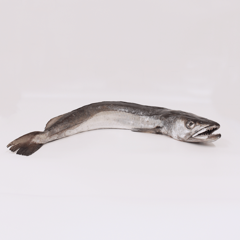 Buy hake online (3/4) Fresh fish home delivery