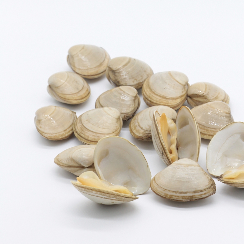 Buy fresh clams online Surfl clams Galician shellfish home delivery
