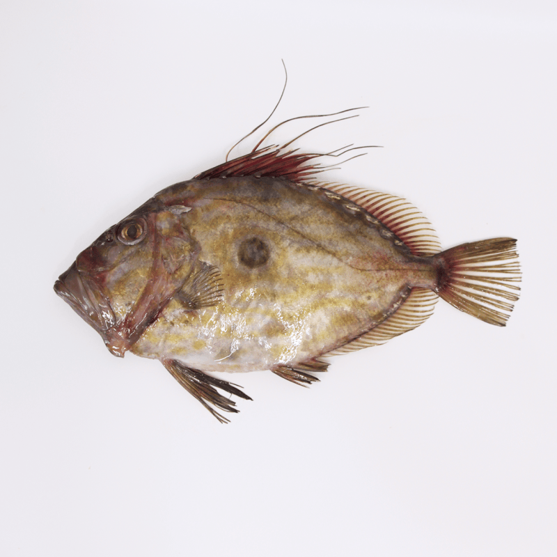 Buy fresh John Dory online Fresh fish home delivery