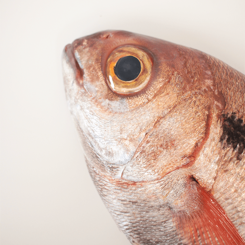 Buy red seabream online Fresh fish home delivery
