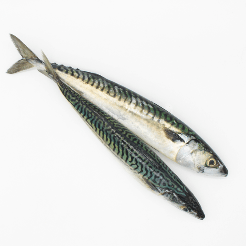 Buy fresh Mackerel mariskito