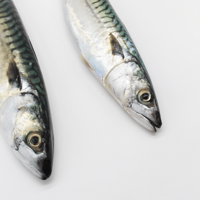 Buy fresh Mackerel mariskito