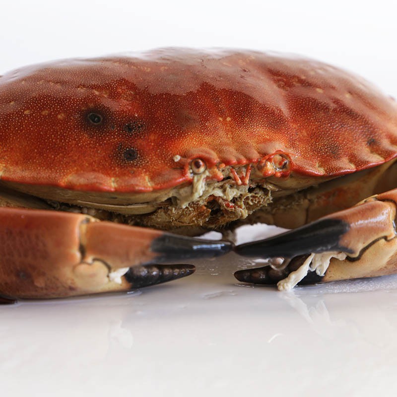 Buey de Mar marisco gallego a domicilio