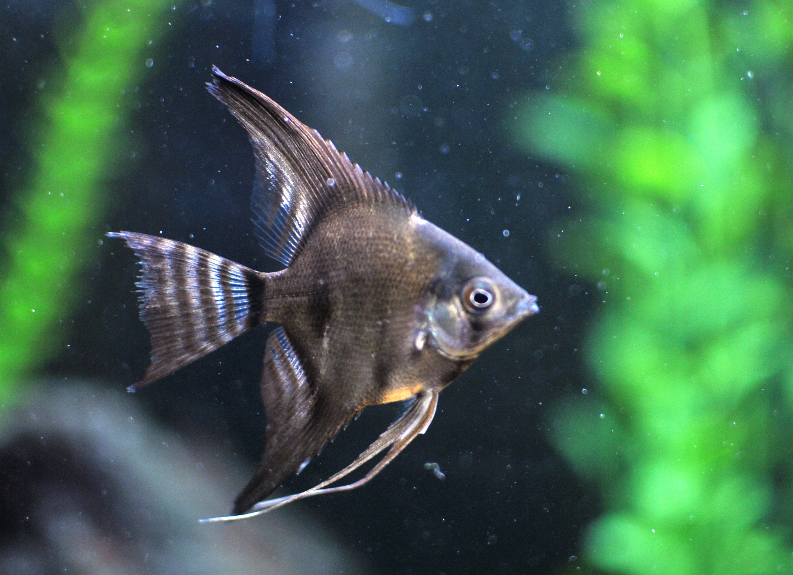 black angel fish A little bit of this and that