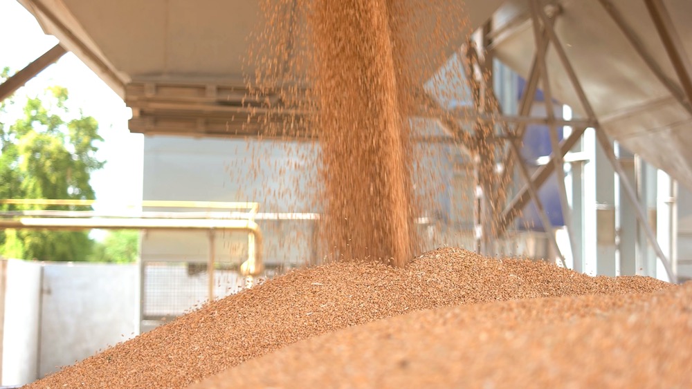 Risks of shipping bulk grain in containers Maritime