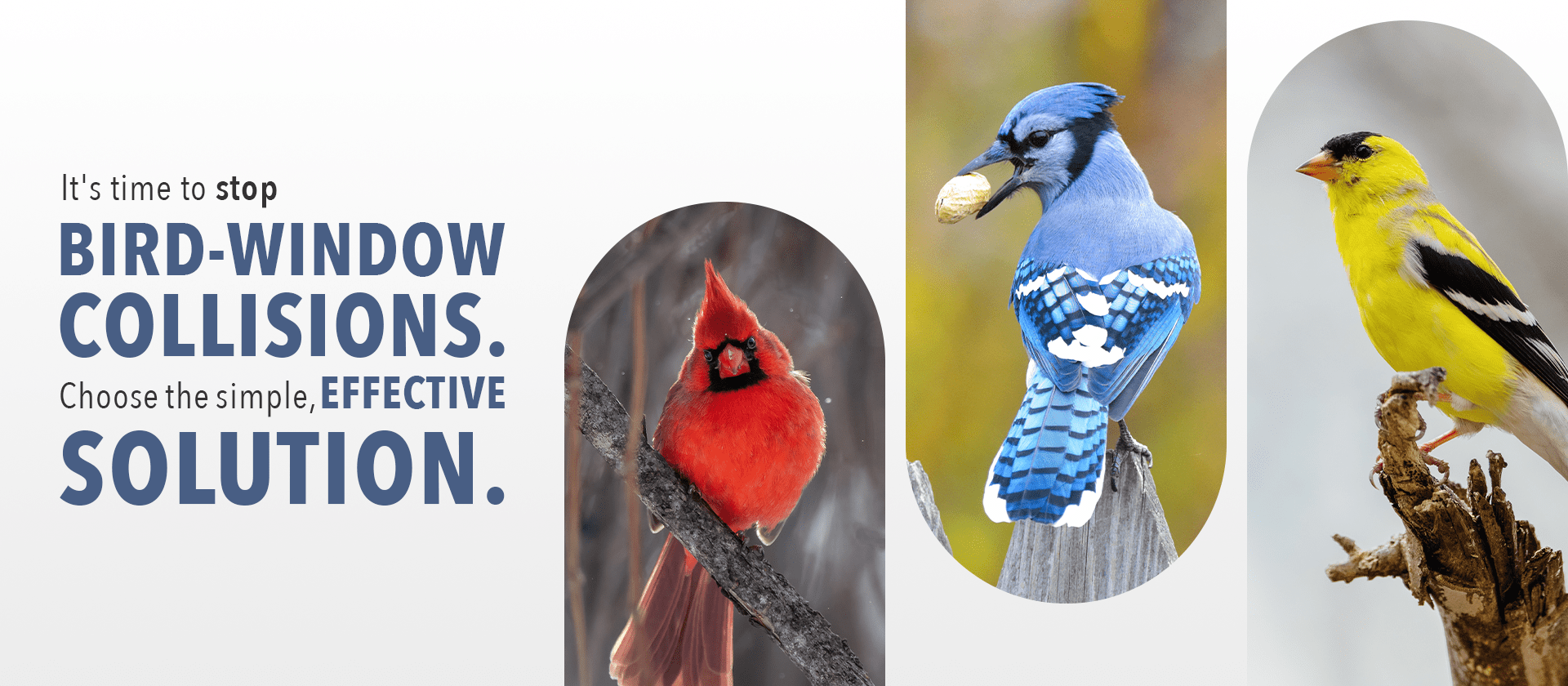 Bird Collision Prevention Maritime Window Film Specialists