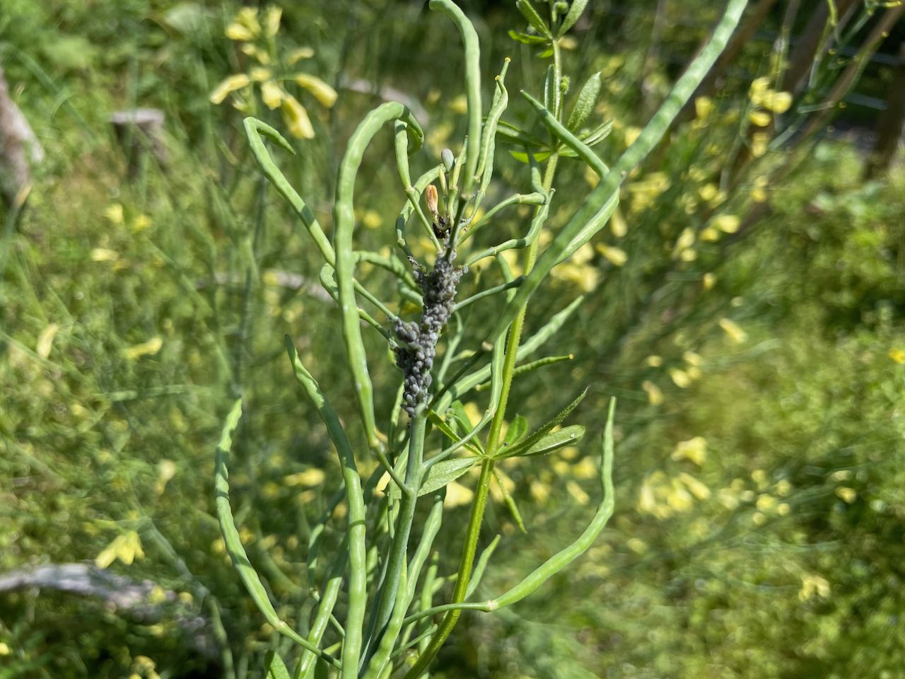 菜の花に アブラムシ でも Mark S Life