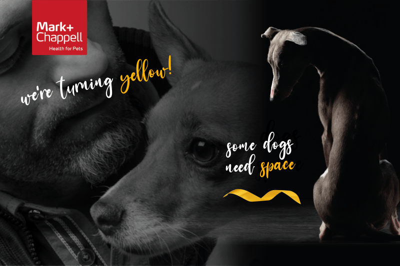 Why Is My Dogs Fur Turning Yellow