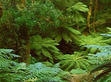 The Rainforest: Producers In The Rainforest